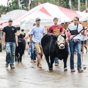 Meet your Posher, Anne